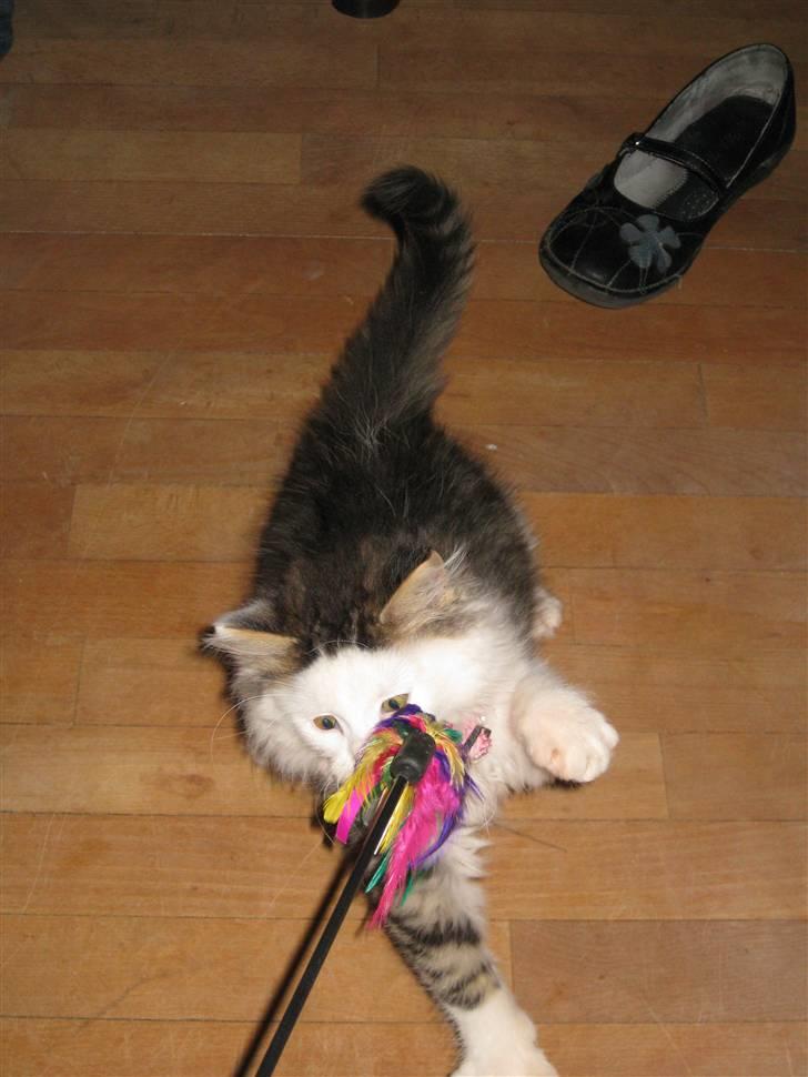 Maine Coon mozart billede 14