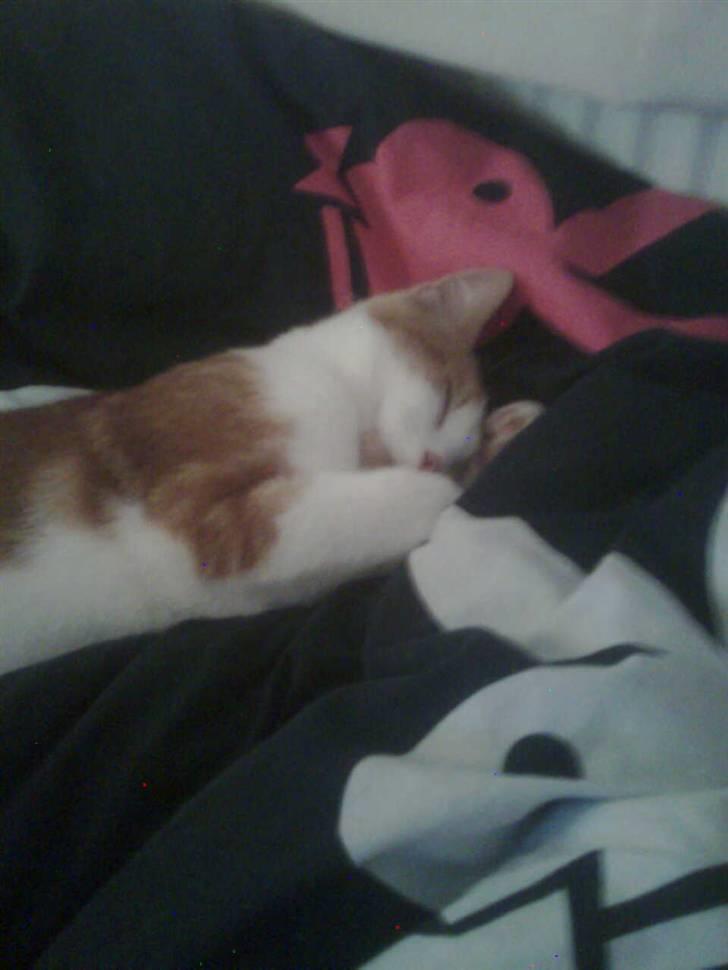 Huskat Sofus- Muglivis død?<3.  - godnat:D... billede 2