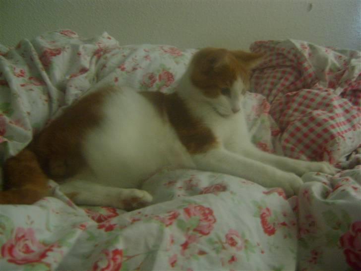 Huskat Sofus- Muglivis død?<3.  - uhh der er noget<3:D... billede 3