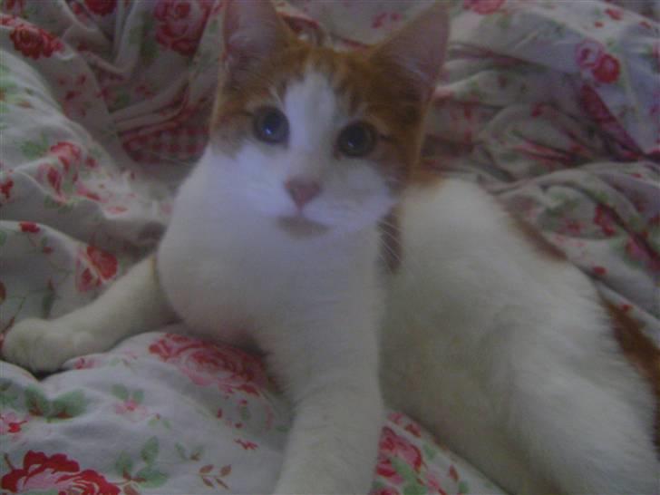 Huskat Sofus- Muglivis død?<3.  - han er nyskeri:D.... billede 4