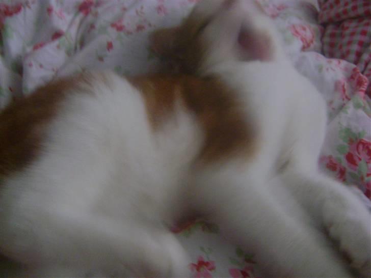 Huskat Sofus- Muglivis død?<3.  - haha han vasker sig godt:D... billede 5