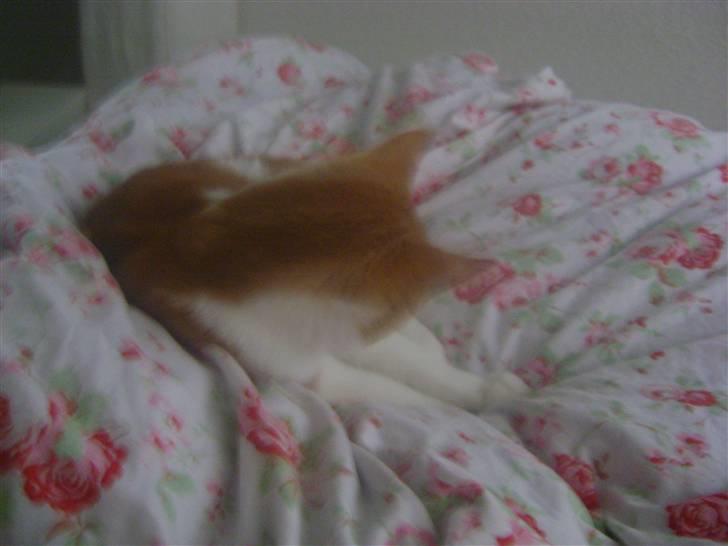 Huskat Sofus- Muglivis død?<3.  - den lille lege syge kat<3:D... billede 6