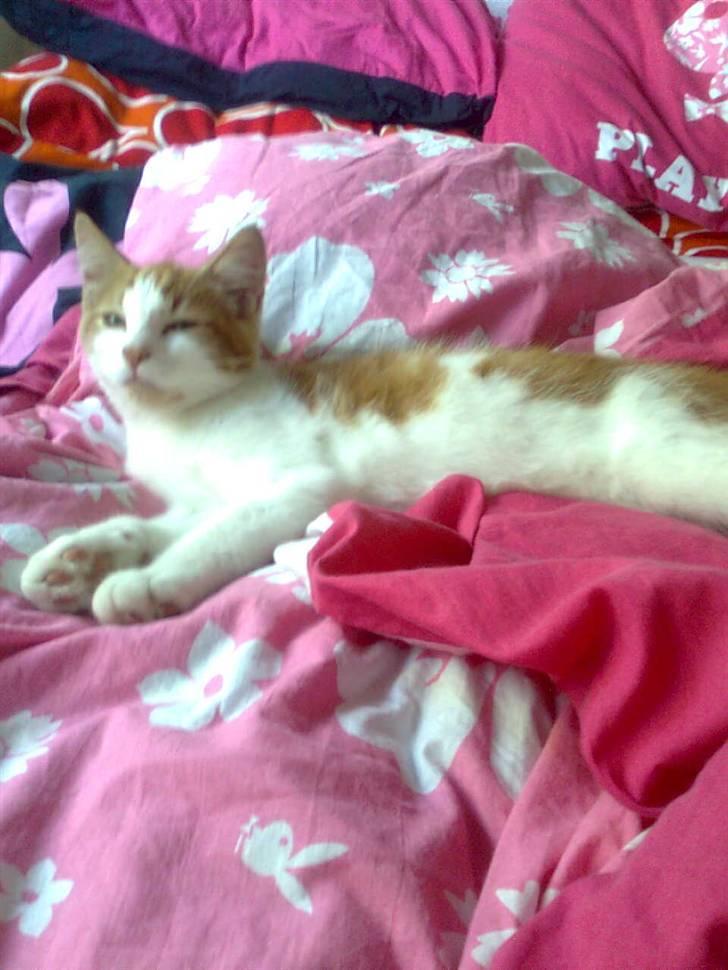 Huskat Sofus- Muglivis død?<3.  - lad mig sove:D.. billede 7