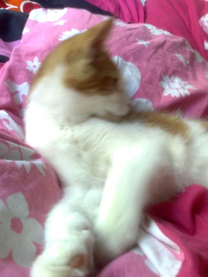 Huskat Sofus- Muglivis død?<3.  - hvad er der der over:D... billede 8