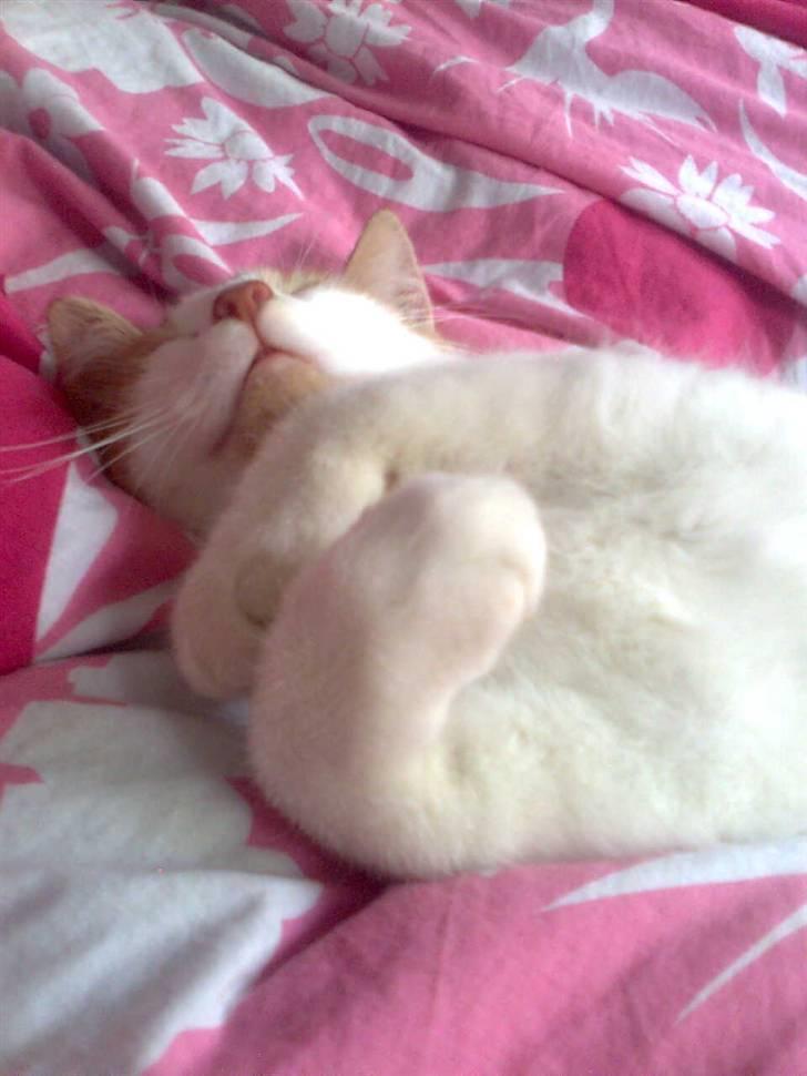 Huskat Sofus- Muglivis død?<3.  - du ligger da lidt mærkeliget:D... billede 9