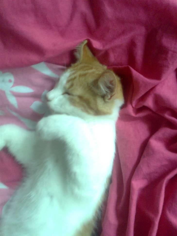 Huskat Sofus- Muglivis død?<3.  - nåhhh:D<3.... billede 10