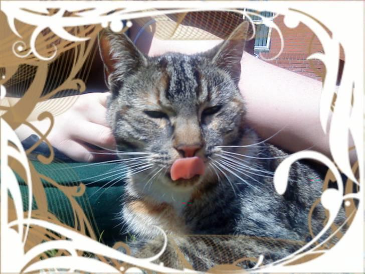 Huskat Mercedes <"33 til salg - 19. hvor sød kan man se ud :) foto. P. Christensen billede 19