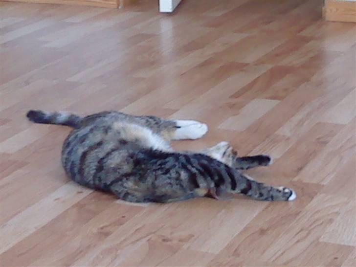 Huskat Mercedes <"33 til salg - 20. :) tihi foto. P. Christensen billede 20