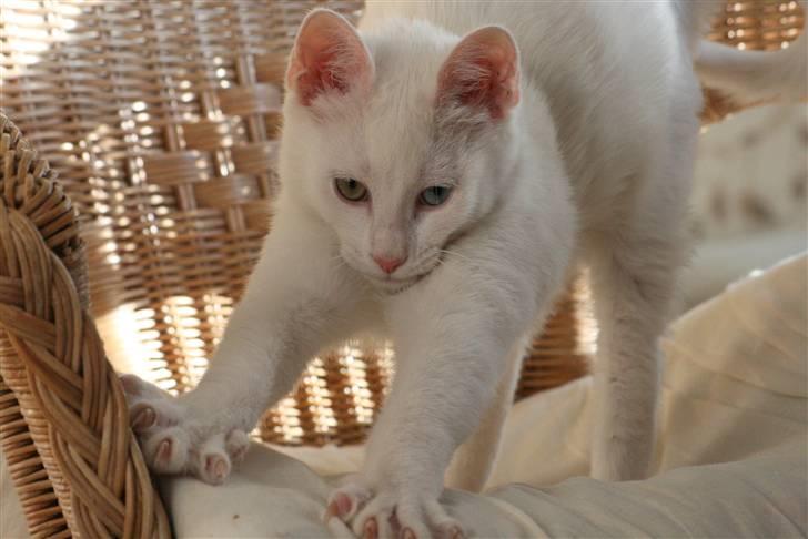 Blanding af racer Baldrian - Han skal lige strække sig :D billede 3