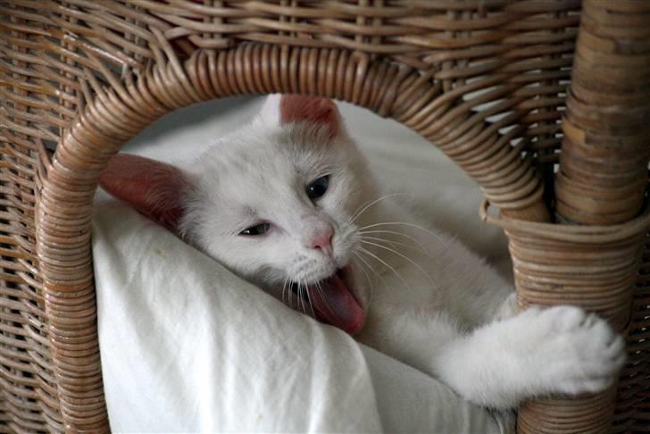 Blanding af racer Baldrian - Man bliver bare så træt... billede 4