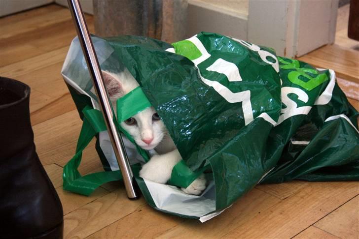 Blanding af racer Baldrian - Baldrian gemmer sig i posen :D billede 8