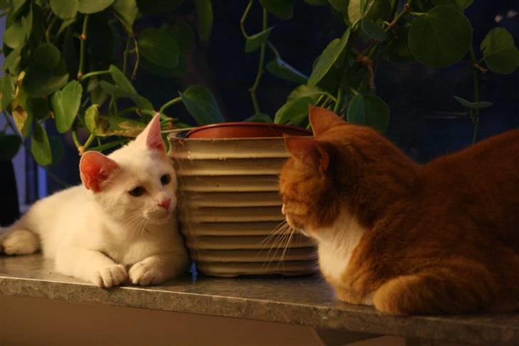 Blanding af racer Baldrian - Baldrian og Tiger, de plejer normalt at være uvenner ;o billede 9