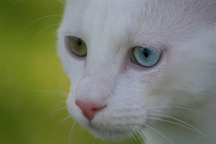 Blanding af racer Baldrian - Se hans smukke øjne :) billede 11