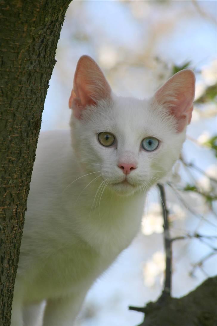 Blanding af racer Baldrian billede 12