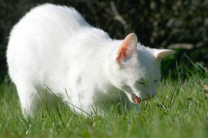 Blanding af racer Baldrian billede 13