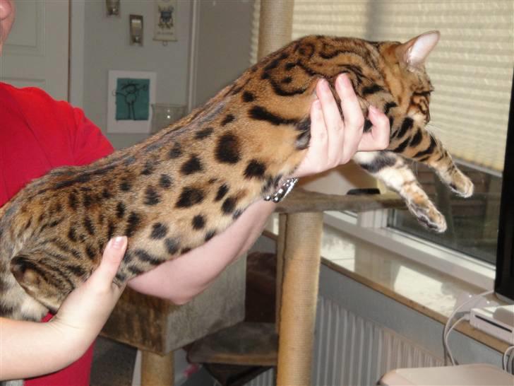 Bengal Danger After Dark - Lang og smuk misser billede 6