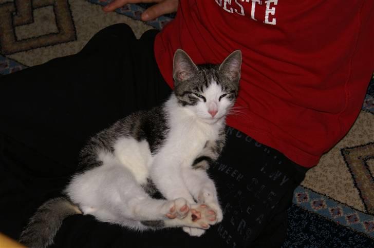 Huskat Charlie billede 1