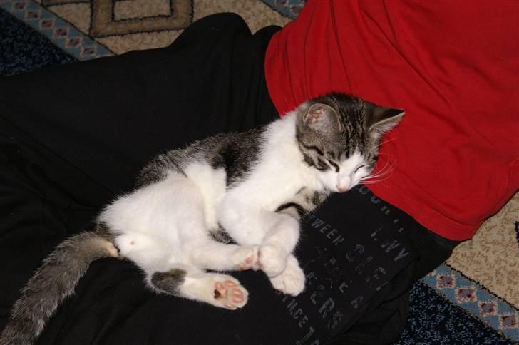 Huskat Charlie billede 2