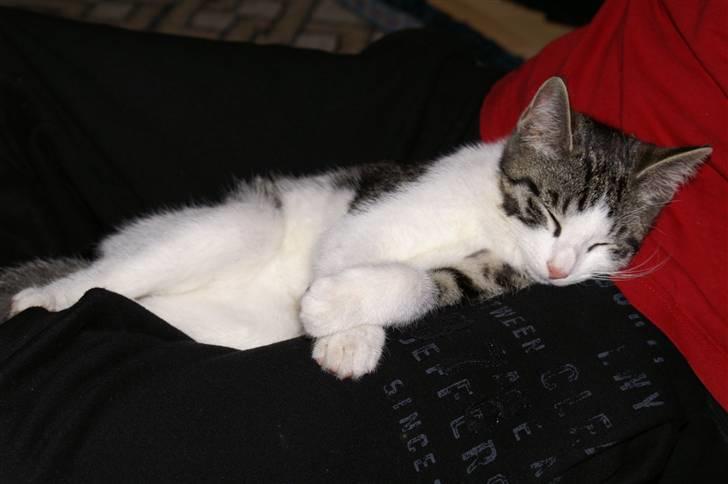 Huskat Charlie billede 3