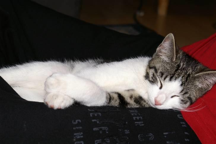 Huskat Charlie billede 4