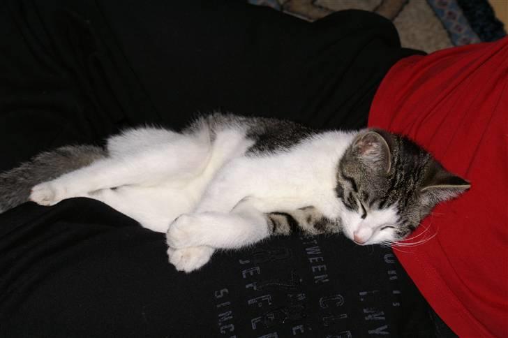 Huskat Charlie billede 5