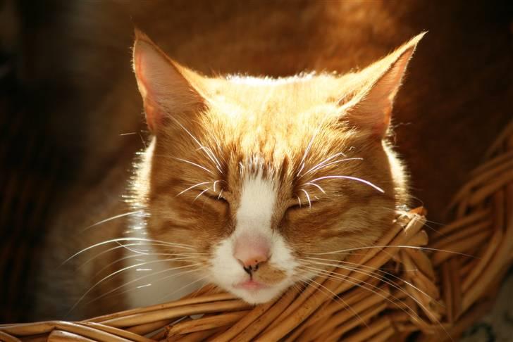 Huskat Tiger - Sol i øjnene :) billede 1