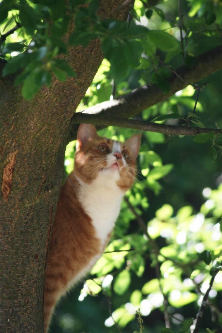 Huskat Tiger billede 2