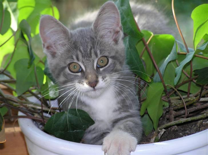 Blanding af racer Luna billede 1