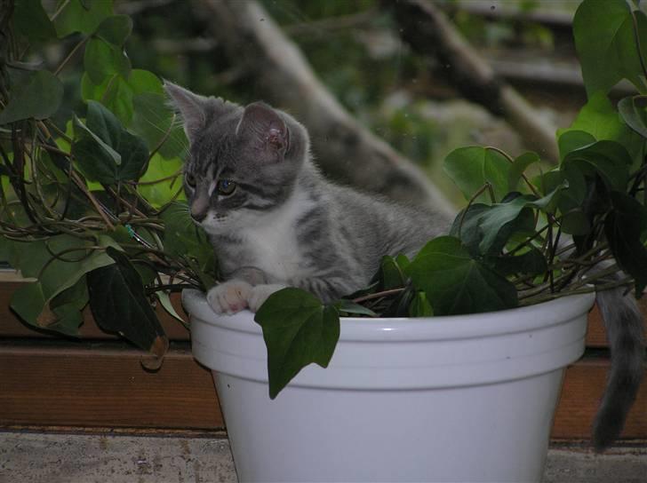 Blanding af racer Luna billede 2