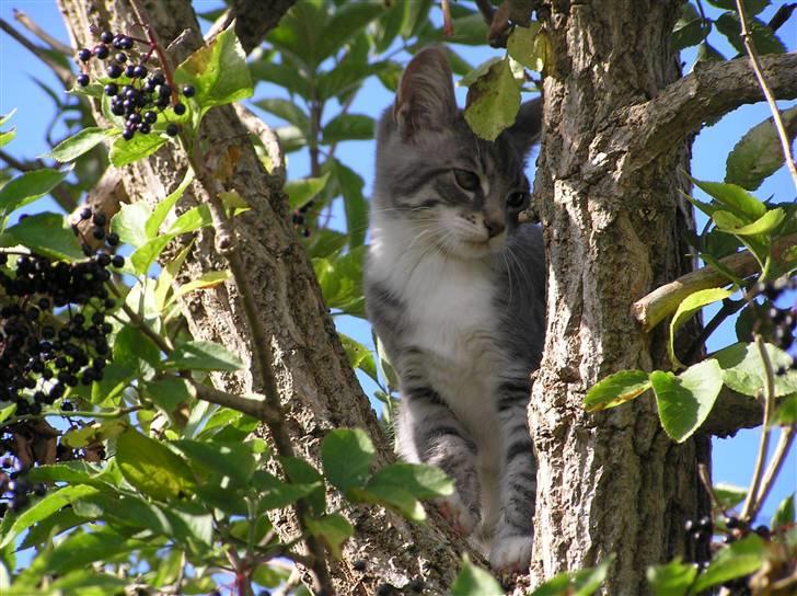 Blanding af racer Luna billede 3