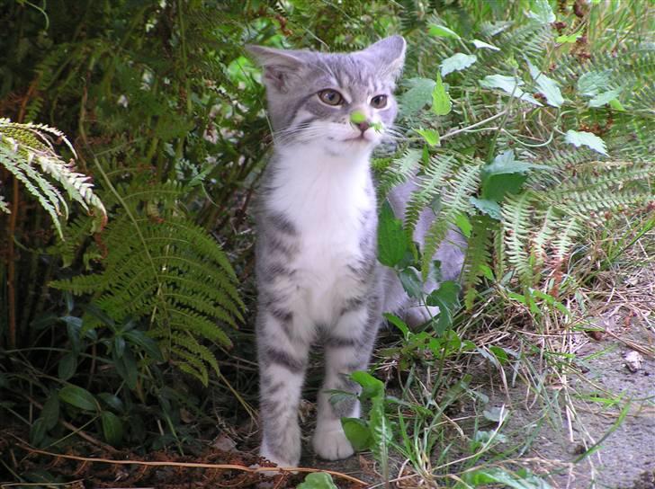 Blanding af racer Luna billede 4