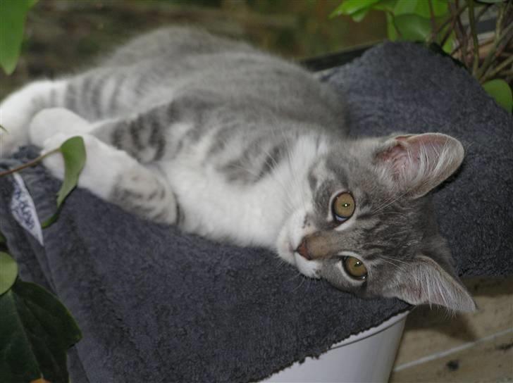 Blanding af racer Luna billede 5