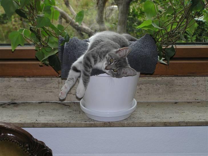 Blanding af racer Luna billede 6