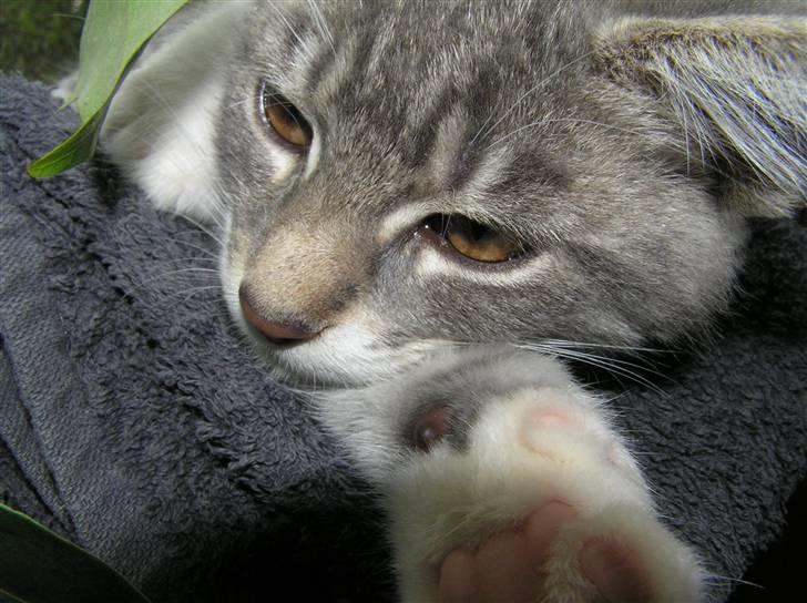 Blanding af racer Luna billede 7