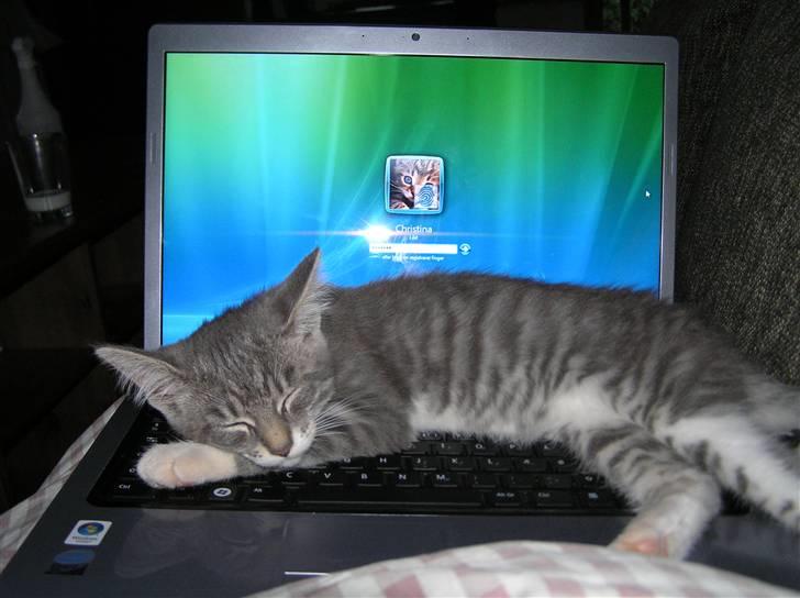 Blanding af racer Luna billede 8