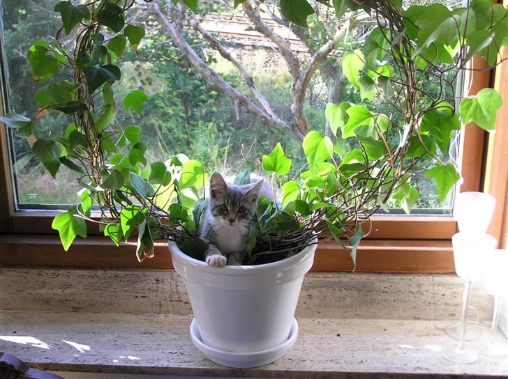 Blanding af racer Luna billede 9