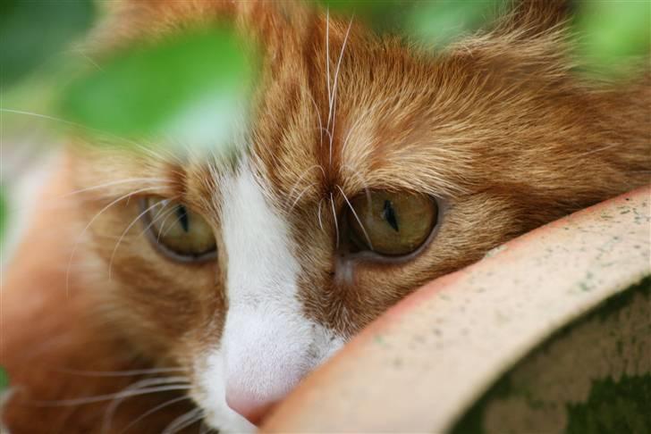 Huskat Tiger billede 3