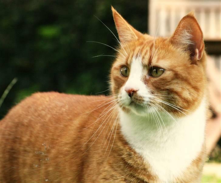 Huskat Tiger billede 4