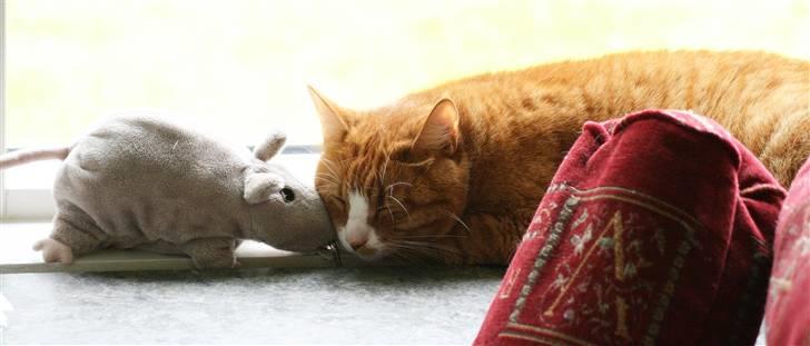 Huskat Tiger - Sover med en bamse :D billede 5