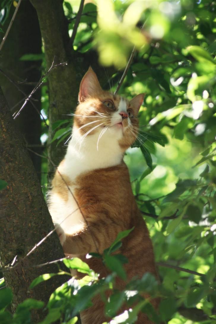 Huskat Tiger billede 6