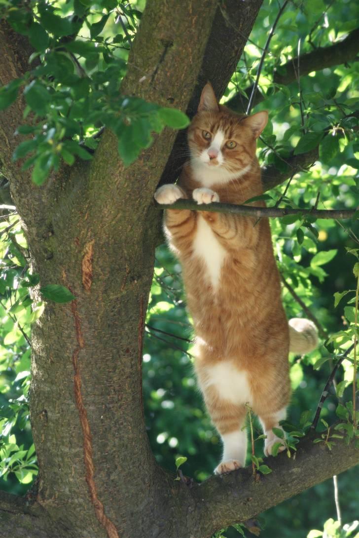 Huskat Tiger billede 7