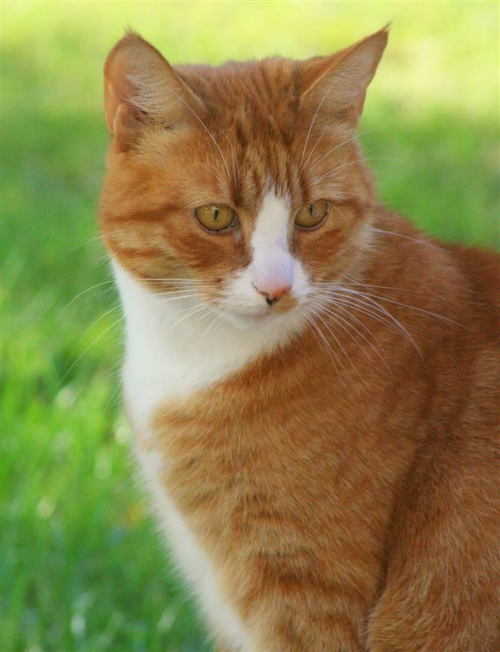 Huskat Tiger billede 8