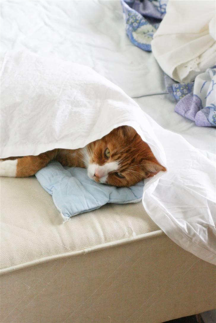 Huskat Tiger - Ligger inde under lagnet billede 9