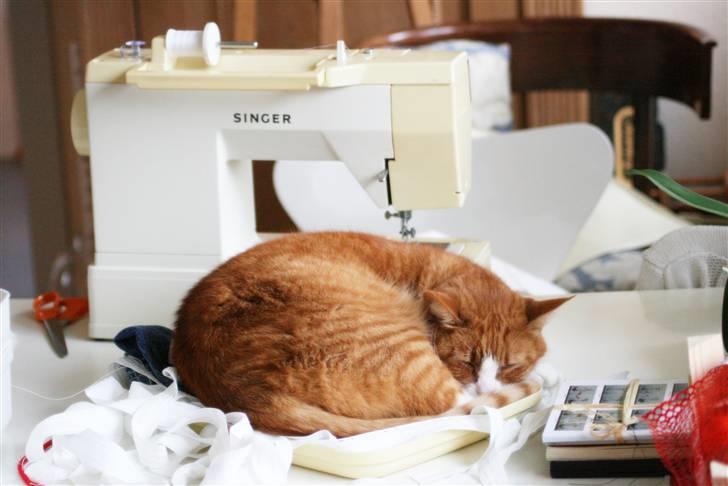 Huskat Tiger billede 10