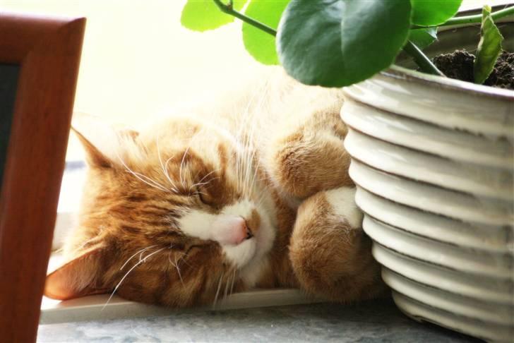 Huskat Tiger billede 11