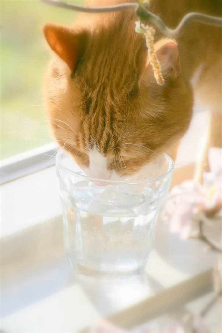 Huskat Tiger billede 12