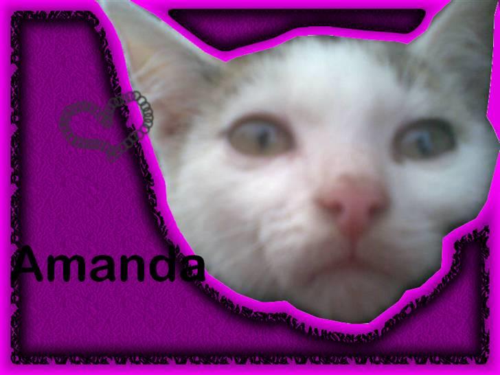 Huskat Amanda. billede 6