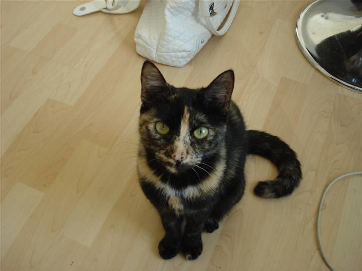 Huskat Miv billede 1