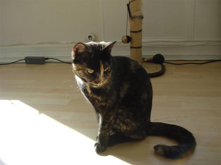 Huskat Miv billede 2