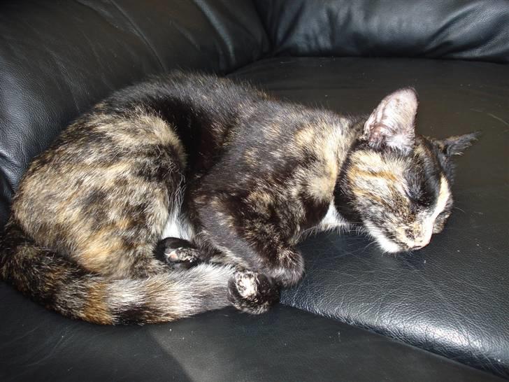 Huskat Miv billede 3